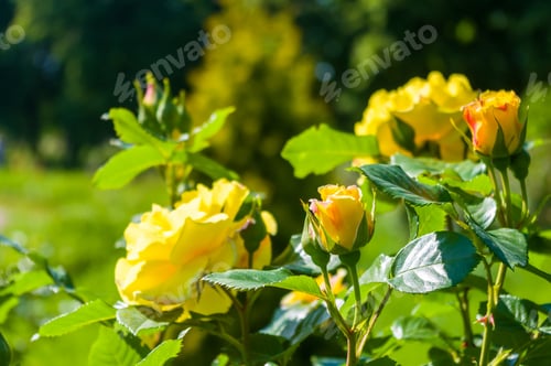 Preview: Colorful Lovely Rose Flower Close-Up, Early Spring On A Warm Sunny Day, Bright Beautiful Background
