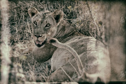 Preview: Vanishing Africa: Vintage Style Image Of An African Lioness In The Hlane National Park, Swaziland