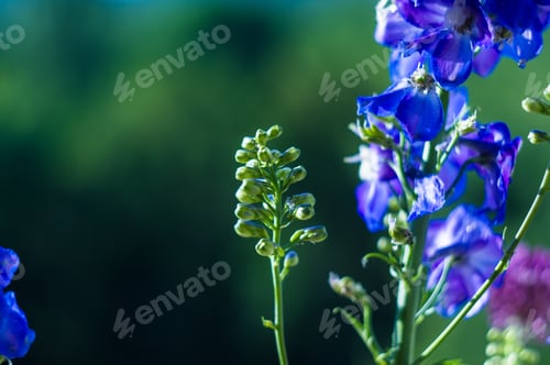 Preview: A Bouquet Of Bright Spring Flowers Of Various Types