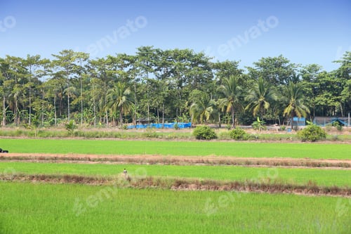 Preview: Thailand, Southeast Asia - Countryside View Of Prachin Buri Province. Rice Fields And Coconut