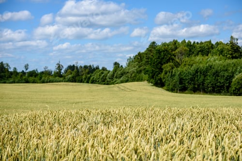 Preview: Harvest Ready Wheat Fields In Late Summer Under Blue Sky With White Clouds In. Countryside