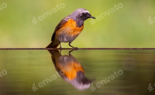 Preview: Small Bird At A Pond