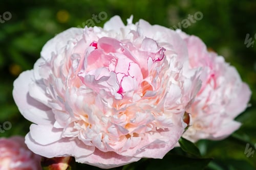 Preview: Beautiful Pink Peonies In The Garden. Peony Bushes In Buds And Flowers.