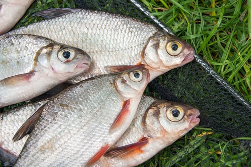 Preview: Just Taken From The Water Freshwater White Bream Or Silver Fish Known As Blicca Bjoerkna And