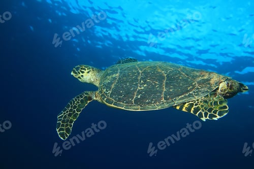 Preview: Hawksbill Turtle (Eretmochelys Imbricata)
