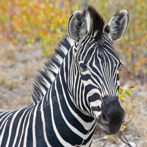 Preview: Zebra In Kruger National Park, South Africa