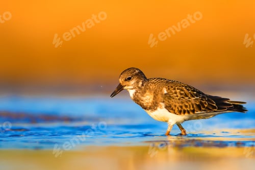 Preview: Water Bird Ruddy Turnstone. Yellow Nature Background.
