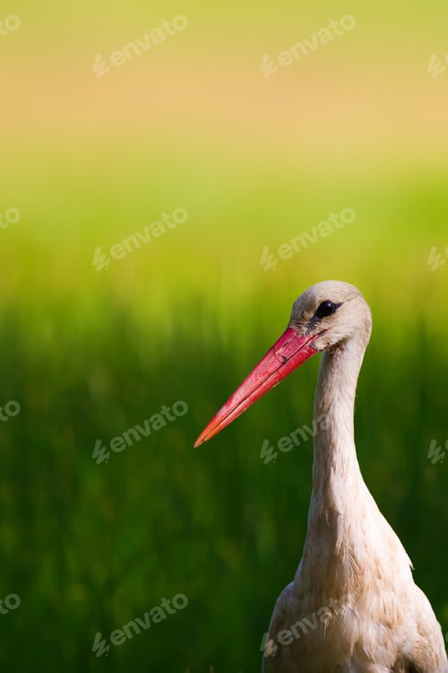 Preview: Green Nature Background And Cute Bird Stork.