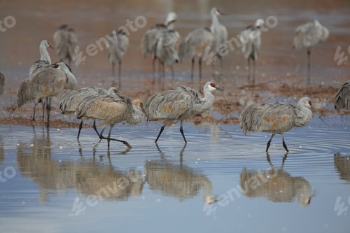Preview: Sand Hill Crane (Grus Canadensis) At Bosque Del Apache National Wildlife Refuge