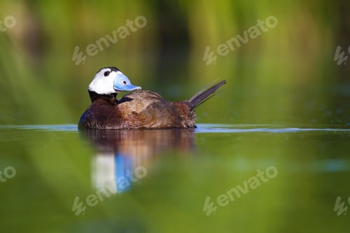 Preview: Swimming Cute Duck. Colorful Nature Background. Bird: White Headed Duck. Oxyura Leucocephala.