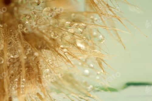 Preview: Dandelion Seeds With Water Drops On Colorful Background