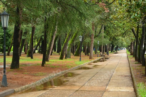 Preview: Garden After Rain