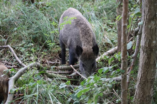 Preview: Wild Boar (Sus Scrofa) Western Pomerania Lagoon Area National Park Germany