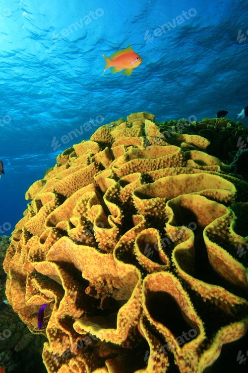Preview: Cabbage Coral In The Red Sea