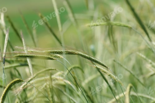 Preview: Wheat Ears Over Bokeh Nature Background