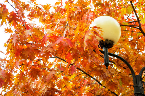 Preview: Blur. Autumn Landscape. Trees With Bright Colorful Leaves. Lamp