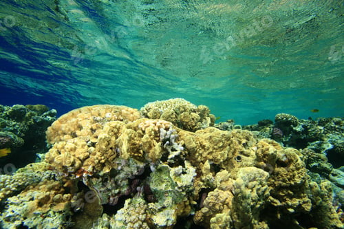 Preview: Shallow Coral Reef