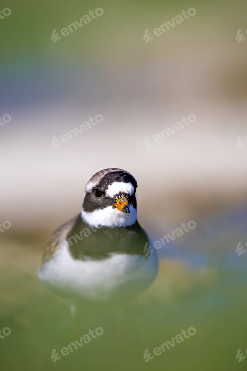 Preview: Cute Little Bird. Colorful Nature Background. Bird: Little Ringed Plover. Charadrius Dubius.