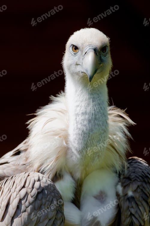 Preview: European Griffon Vulture (Gyps Fulvus Fulvus)