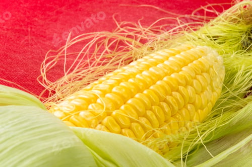 Preview: Fresh Corn On Cobs On Red Background, Closeup