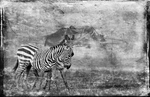 Preview: Vintage Style Black And White Image Of Zebras In The Lake Nakuru National Park In Kenya, Africa