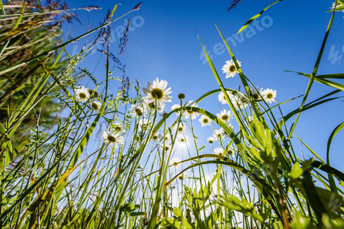 Preview: Beautiful Fresh Flowers Under Sunlight In The Woods From Below. View Up