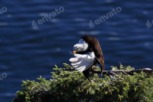 Preview: Bald Eagle Vancouver Island Canada