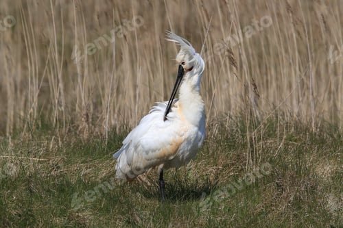 Preview: Eurasian Or Common Spoonbill In Nature Island Texel,Holland