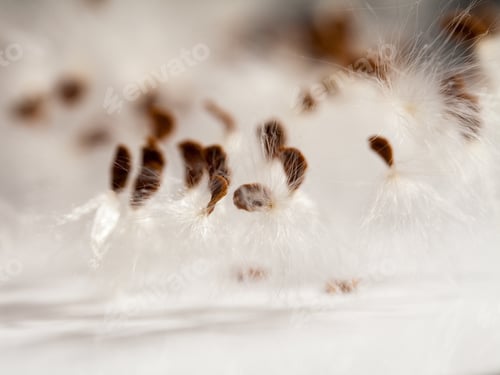 Preview: Abstract Composition With Dried Plants Seeds. Looks Like Dandelion Seeds