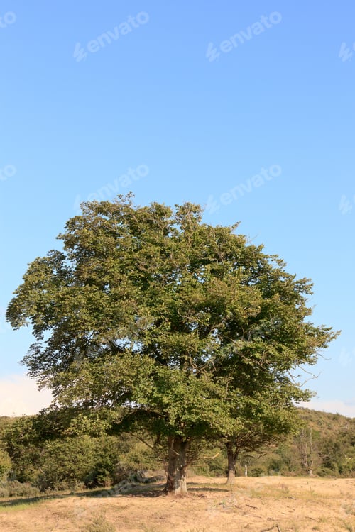 Preview: Tree In Dune Landscape