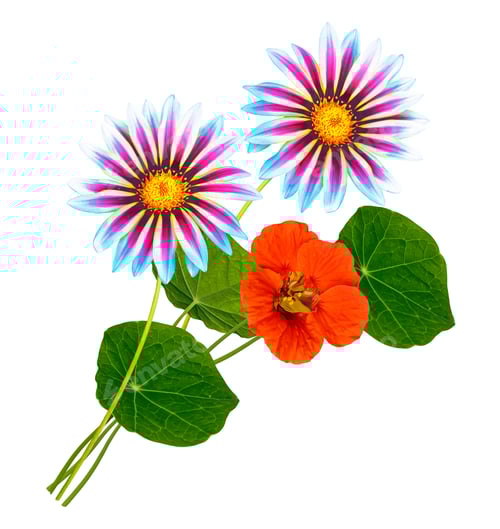 Preview: Colorful Autumn Flowers Of Chrysanthemum On A White Background. Nasturtium. Nature