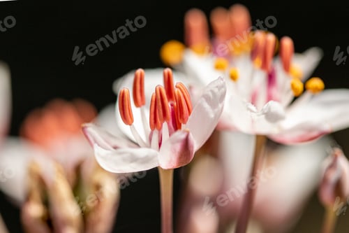 Preview: Butomus. Beautiful White Flowers Close Up.