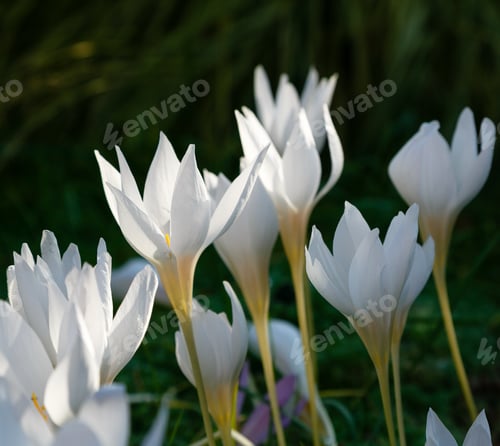 Preview: White Colchicum Bloom In The In An Autumn Garden.