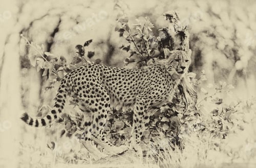 Preview: Vintage Style Black And White Image Of A Cheetah In Kruger National Park, South Africa