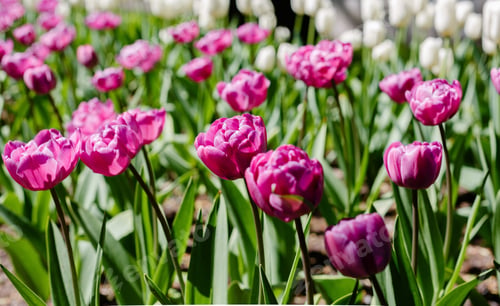 Preview: Purple Tulips On Natural Background. Purple Tulip Flowers. Flowering Of Bulbous Tulips In The