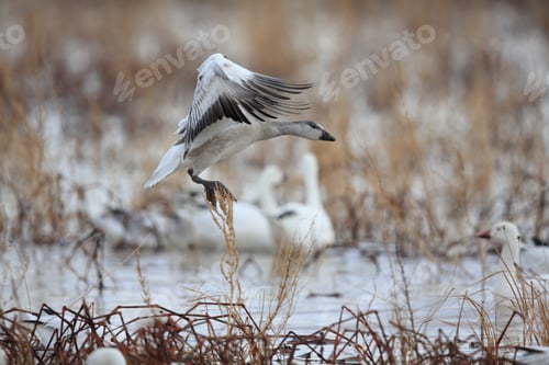 Preview: Snow Geese Bosque Del Apache, New Mexico Usa