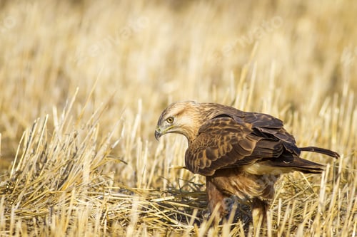 Preview: Wild Bird Hawk Dry Yellow Background Long Legged Buzzard / Buteo Rufinus