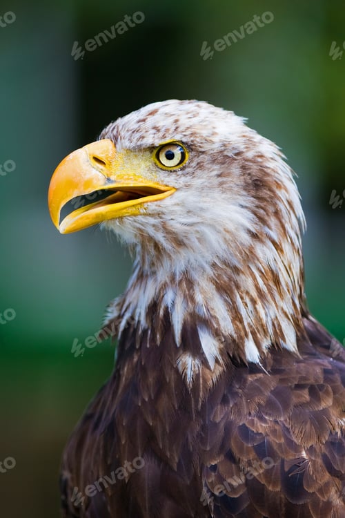 Preview: Bald Eagle
