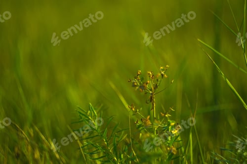 Preview: Wild Plants And Flowers Close-Up, Early Spring On A Warm Sunny Day, Bright Beautiful Background.