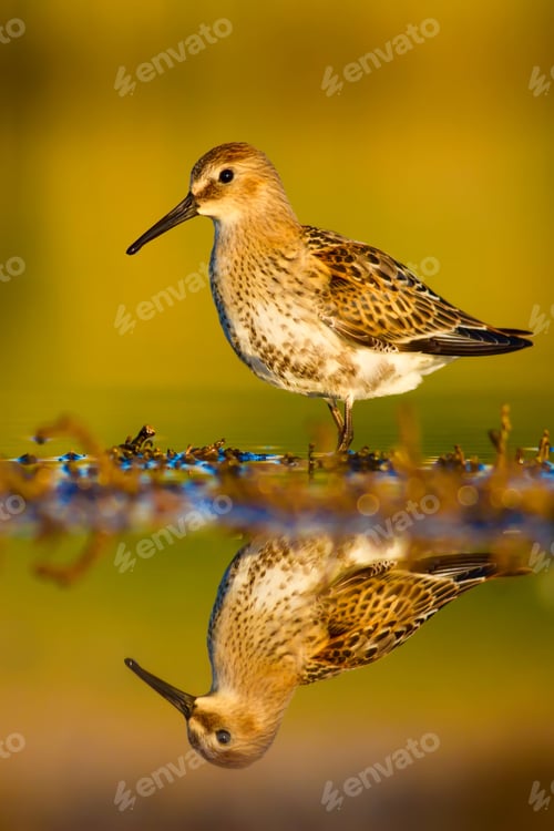 Preview: Cute Bird. Nature Background.