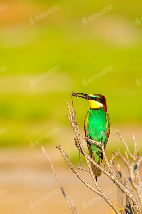 Preview: Colorful Bird. Nature Background. European Bee Eater. Merops Apiaster.