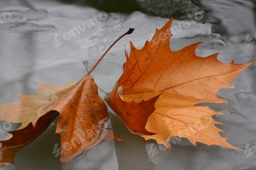 Preview: Fallen Leaf On Snow