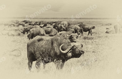 Preview: Vintage Style Image Of An African Buffalo Herd In The Ngorongoro Crater, Tanzania