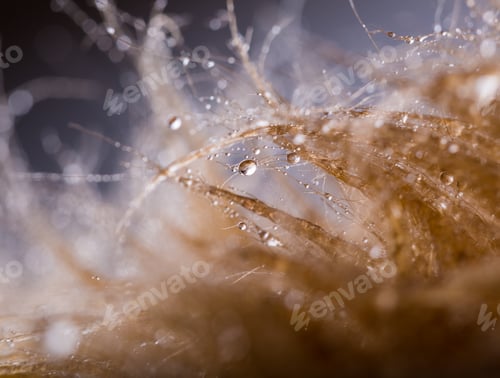 Preview: Abstraction Of Water Droplets On Hair In Close Up