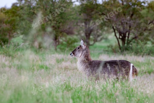Preview: Female Waterbuck Antelope In The Kruger National Park, South Africa