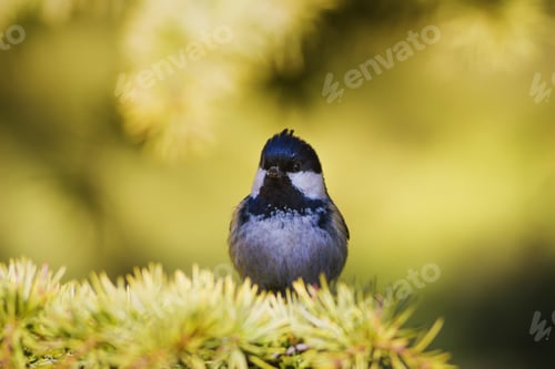 Preview: Cute Bird. Green Forest Background. Bird: Coal Tit. Periparus Ater.