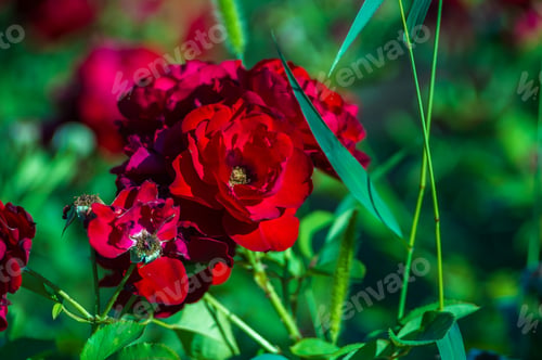 Preview: Red Rose Flower. Nature. Close Up, Selective Focus