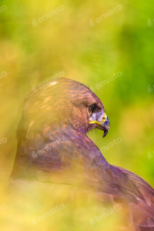 Preview: Bird Of Prey. Portrait Of Buzzard. Green Nature Background.