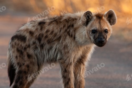 Preview: Spotted Hyena In The Kruger National Park, South Africa