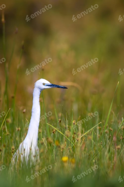 Preview: White Heron. Green Nature Background.